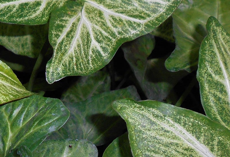 Hojas de Syngonium podophyllum con forma de punta de flecha