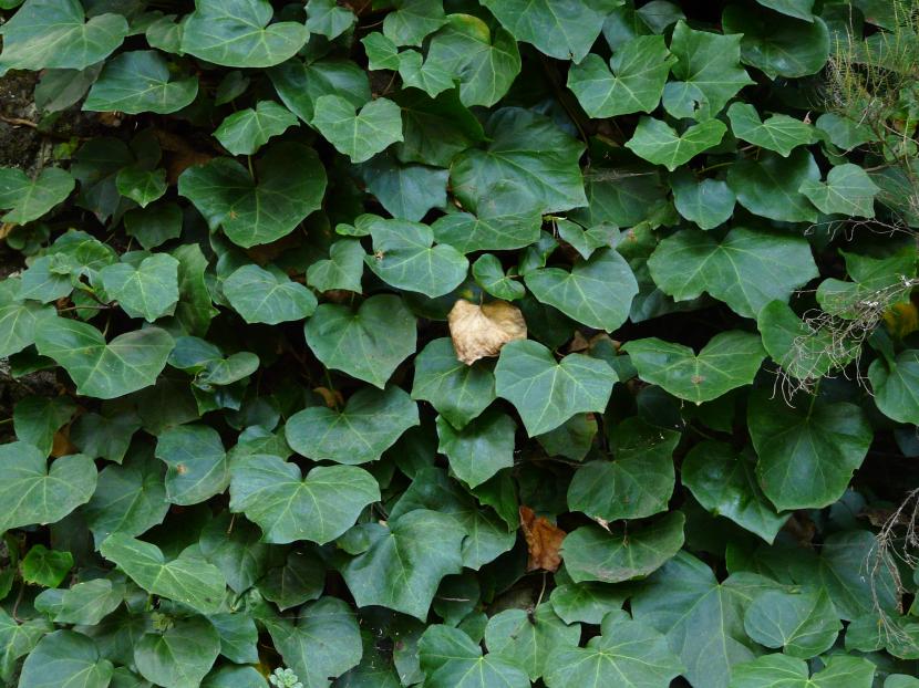 Hedera canariensis, de hoja grande y peciolo rojizo