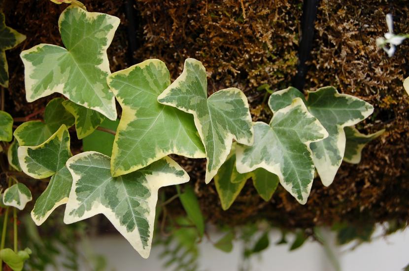 Hoja lobulada típica de Hedera helix