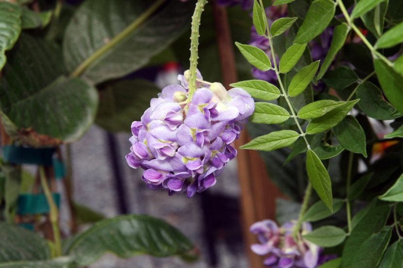 Racimos densos y cortos de Wisteria frutescens
