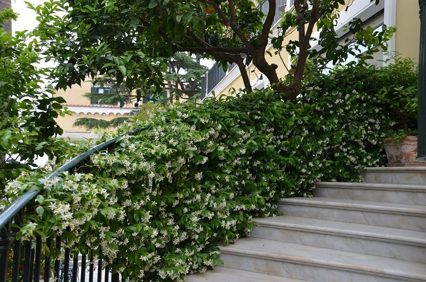Trachelospermum jasminoides cubriendo un muro
