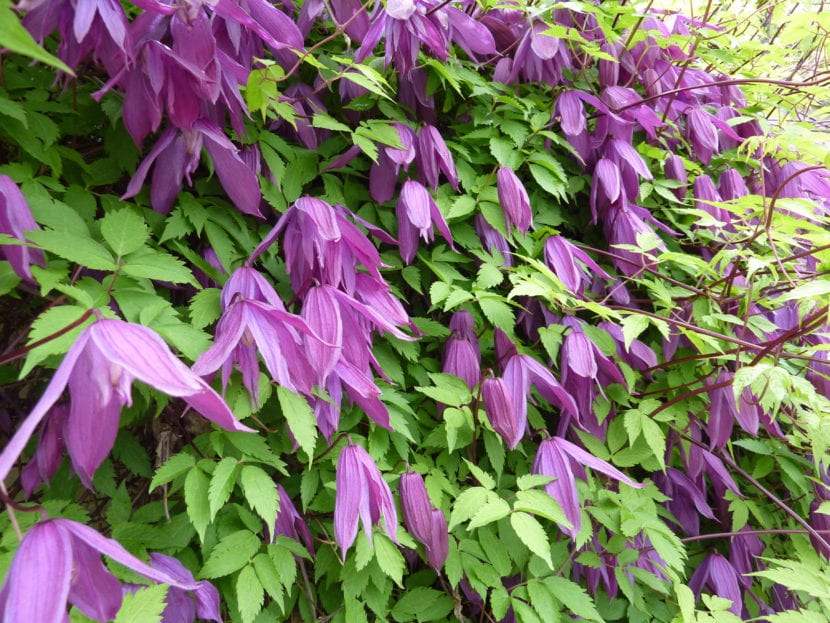 Clematis alpina, trepadora de porte corto