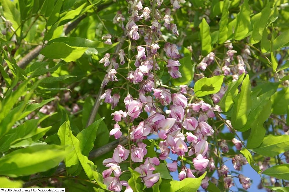 Racimos largos y rosados de Wisteria floribunda