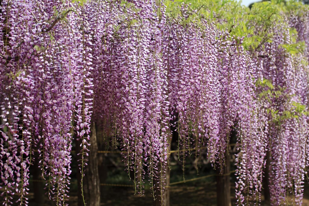 Glicinia japonesa con racimos colgando de un emparrado