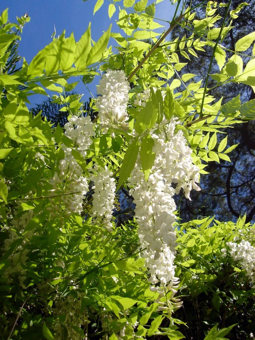 Wisteria sinensis de flor blanca en plena floración