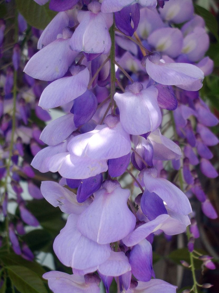 Racimo de flores violáceas de Wisteria sinensis