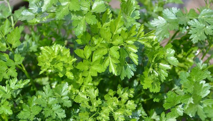 Mata de perejil de hoja plana y de hoja rizada creciendo juntas
