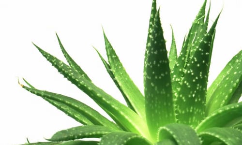 Plantas medicinales cultivadas en maceta