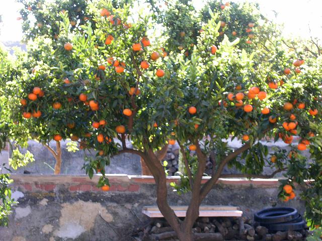 Mandarino con fruta en un jardín