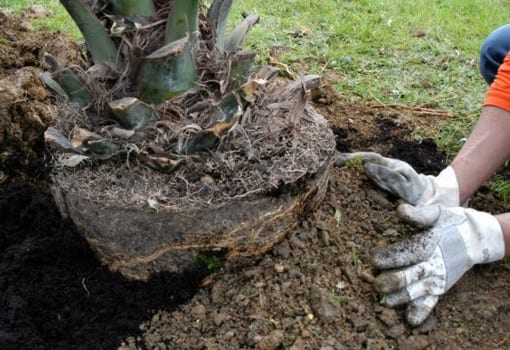Palmera adulta con la corona completa en un jardín