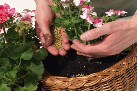 Plantas en macetas de terraza dependientes del riego y del abonado