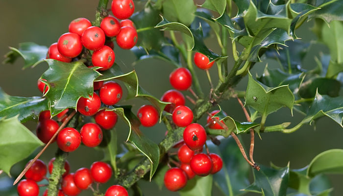 Ilex aquifolium con hojas espinosas y frutos rojos
