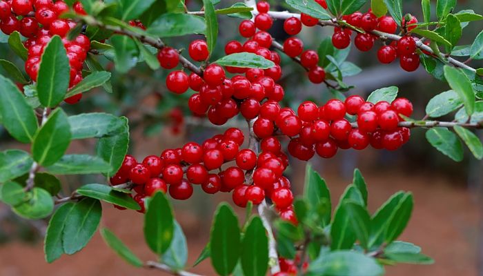 Rama de Ilex vomitoria cargada de frutos rojos con hojas pequeñas de borde festoneado