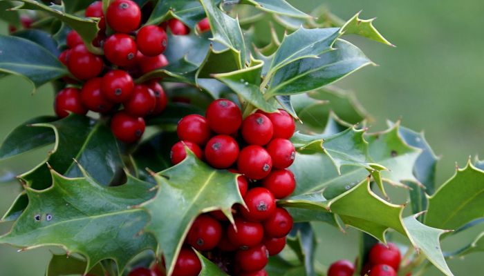 Detalle de frutos rojos entre hojas espinosas de acebo europeo