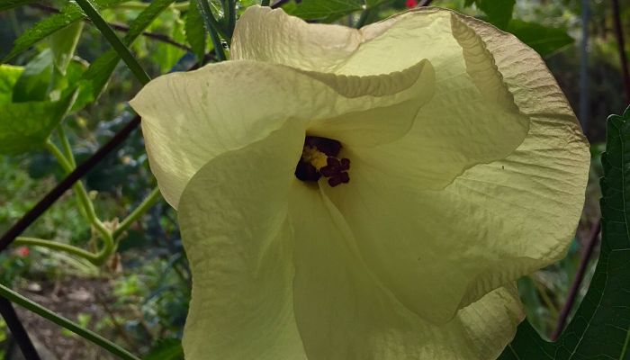 Flor de aibika, Abelmoschus manihot