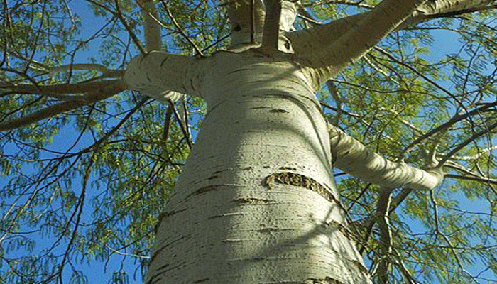 Álamo blanco. Origen, Descripción, Variedades, Cultivo, Cuidados Y Usos