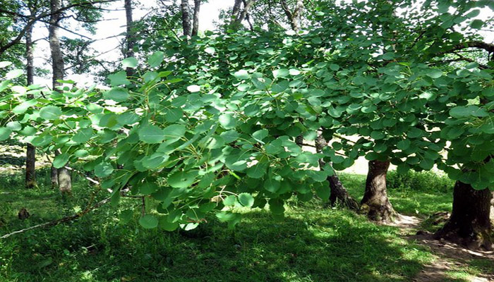 Alamo temblón. origen, Descripción, Variedades, Cultivo, Cuidados Y Usos