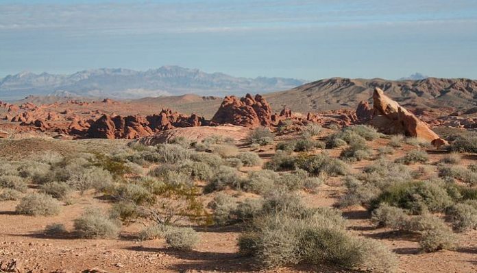 Matorral desértico del suroeste de Estados Unidos, hábitat del ocotillo