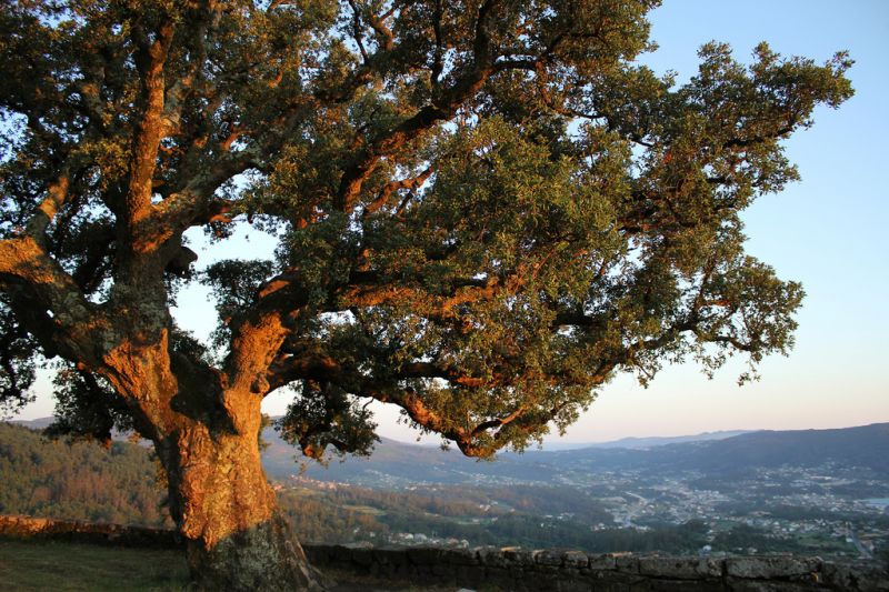 Alcornoque: tipos, características, tamaño, variedades, colores…