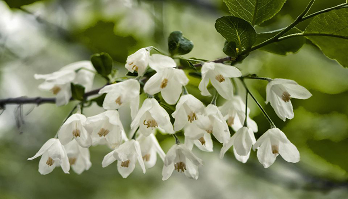 Flores blancas acampanadas de Halesia carolina colgando de una rama