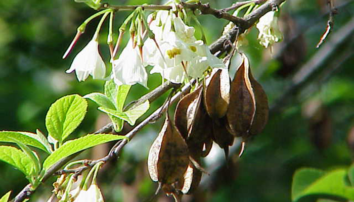 Frutos secos de cuatro alas de Halesia carolina colgando junto a flores blancas