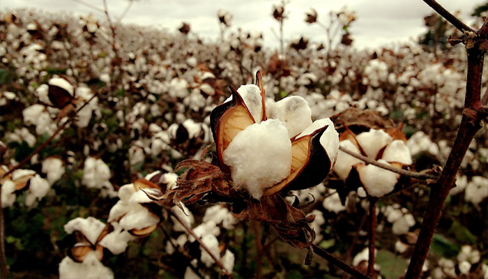 Campo de algodón con las cápsulas abiertas listas para recolectar