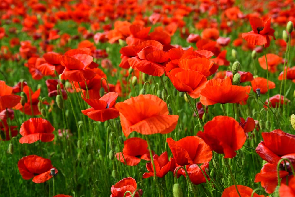 Amapola: fotos, tipos, significado, características, imágenes