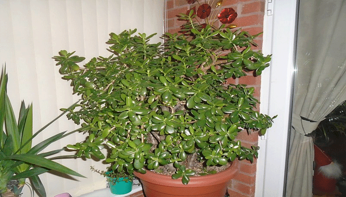 Crassula ovata de gran tamaño cultivada en maceta junto a una ventana