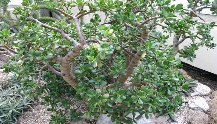 Árbol de jade adulto con tronco grueso y ramificación arbórea