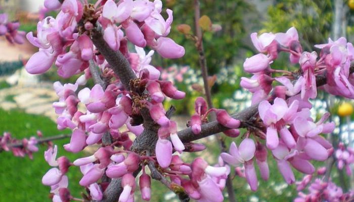 Flores rosadas del árbol de Judas saliendo directamente de una rama gruesa