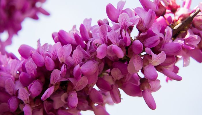 Racimo denso de flores amariposadas rosa púrpura del Cercis siliquastrum
