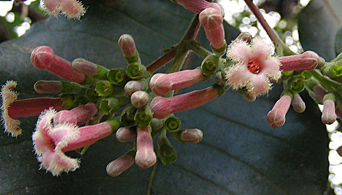 Flores tubulares rosadas de quina con los bordes de la corola cubiertos de pelos blancos