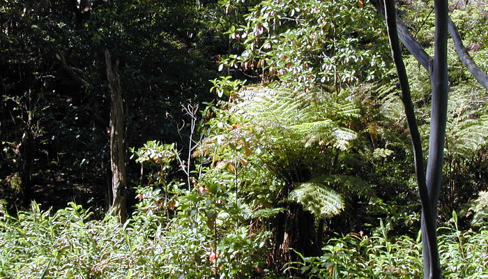 Bosque húmedo de montaña con helechos arbóreos