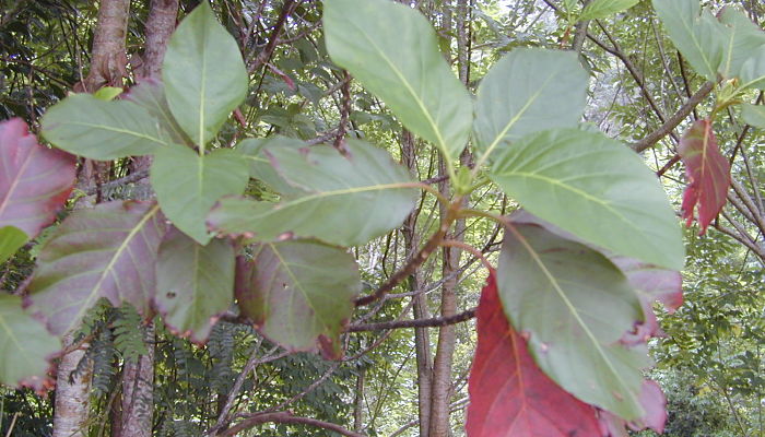 Hojas grandes de Cinchona pubescens con algunas hojas viejas de color rojo