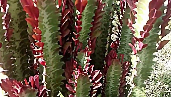 Euphorbia trigona Rubra con hojas y aristas de color rojo vinoso
