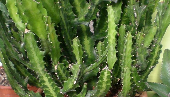 Tallos triangulares verdes de Euphorbia trigona con espinas y hojitas en las aristas