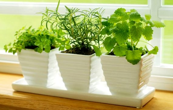 Plantas aromáticas cultivadas en macetas