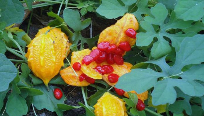 Frutos maduros abiertos de balsamina con las semillas envueltas en arilo rojo