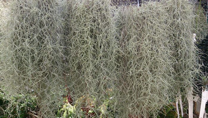 Barba Española. Origen, descripción, Cultivo, Cuidados, Propiedades.