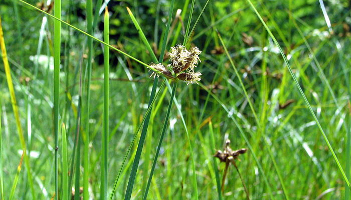 Mata de Bolboschoenus maritimus en un prado húmedo