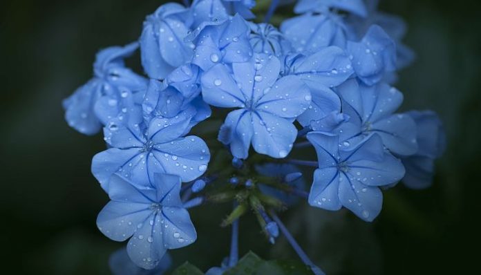 Flores azul celeste de Plumbago auriculata