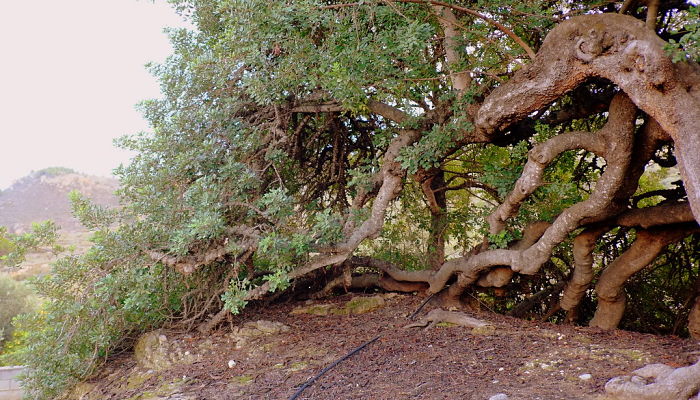 Algarrobo viejo de tronco retorcido en un bancal de secano