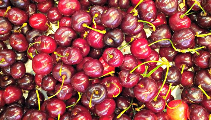 Cerezas dulces recién recogidas, con el rabo todavía verde