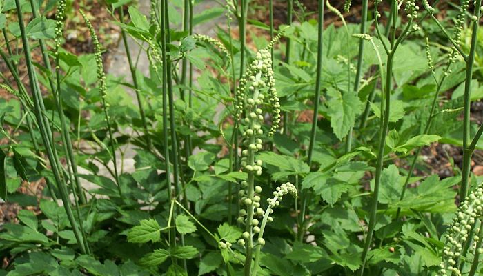Mata de Actaea racemosa con varas de botones florales