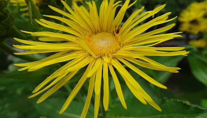 Capítulo amarillo de Inula helenium con lígulas muy estrechas