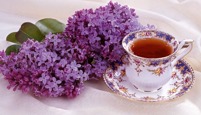 Panícula de flores de lila de Syringa vulgaris