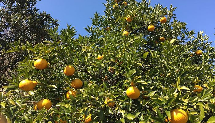 Naranjo cargado de frutos maduros bajo cielo azul