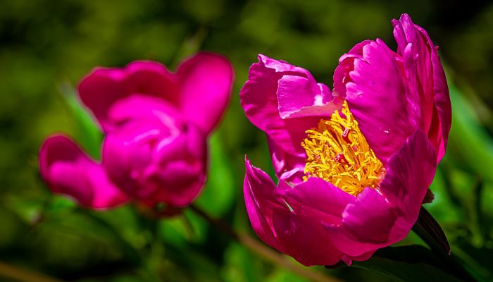 8 Beneficios Y Propiedades De La Peonia