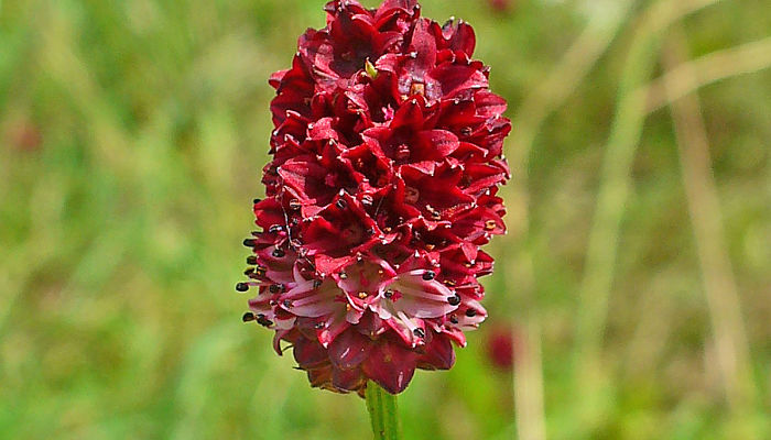 Cabezuela floral oblonga y de color granate oscuro de Sanguisorba