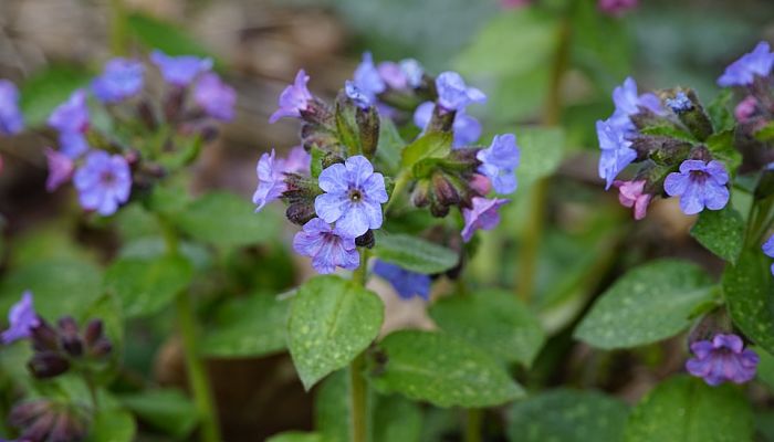 Pulmonaria officinalis en flor, con hojas moteadas